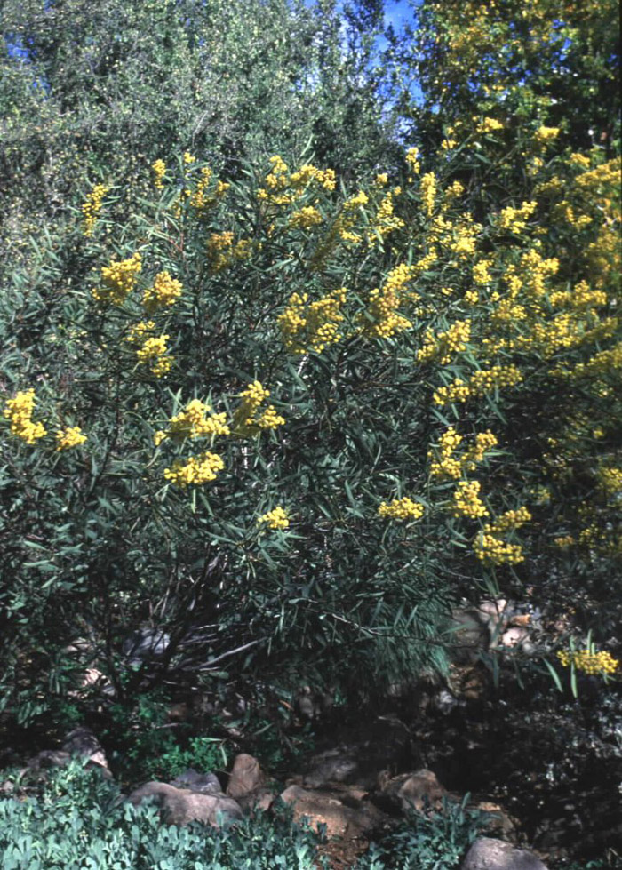 Plant photo of: Acacia notabilis