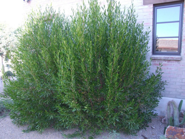 Plant photo of: Acacia notabilis