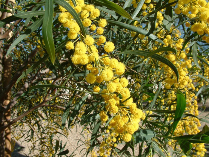 Plant photo of: Acacia saligna