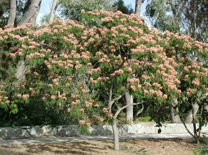 Plant photo of: Albizia julibrissin