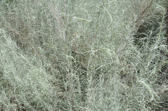 Plant photo of: Artemisia filifolia