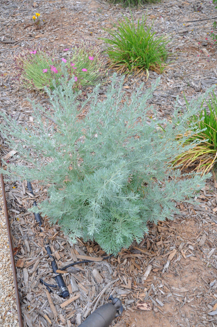 Plant photo of: Artemisia ludoviciana albula