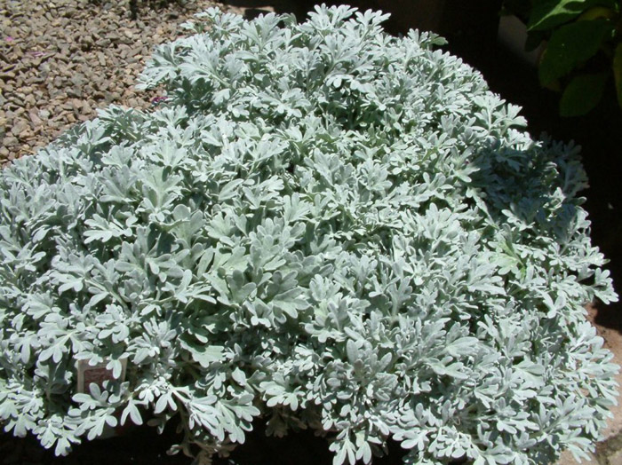 Artemisia stellerana 'Silver Brocade'