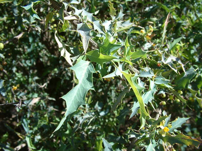Plant photo of: Berberis haematocarpa