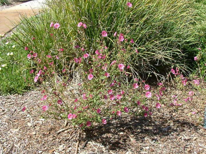 Plant photo of: Callirhoe involucrata