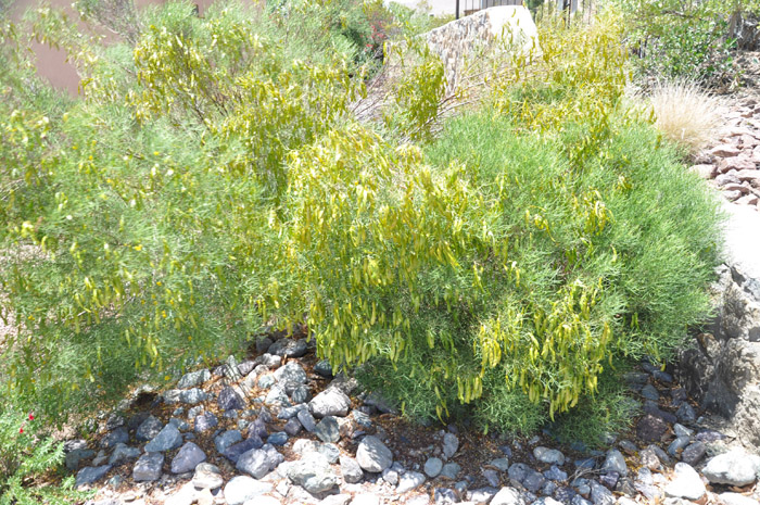 Plant photo of: Cassia nemophila