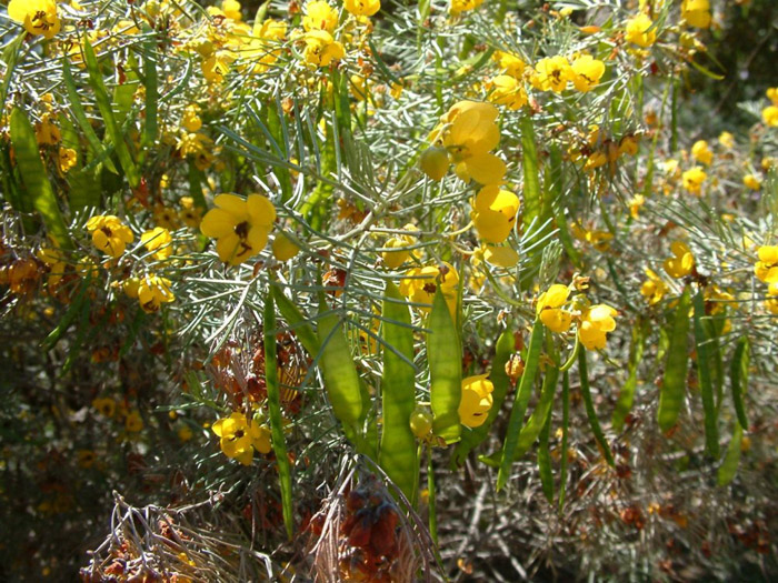 Plant photo of: Cassia phyllodinea