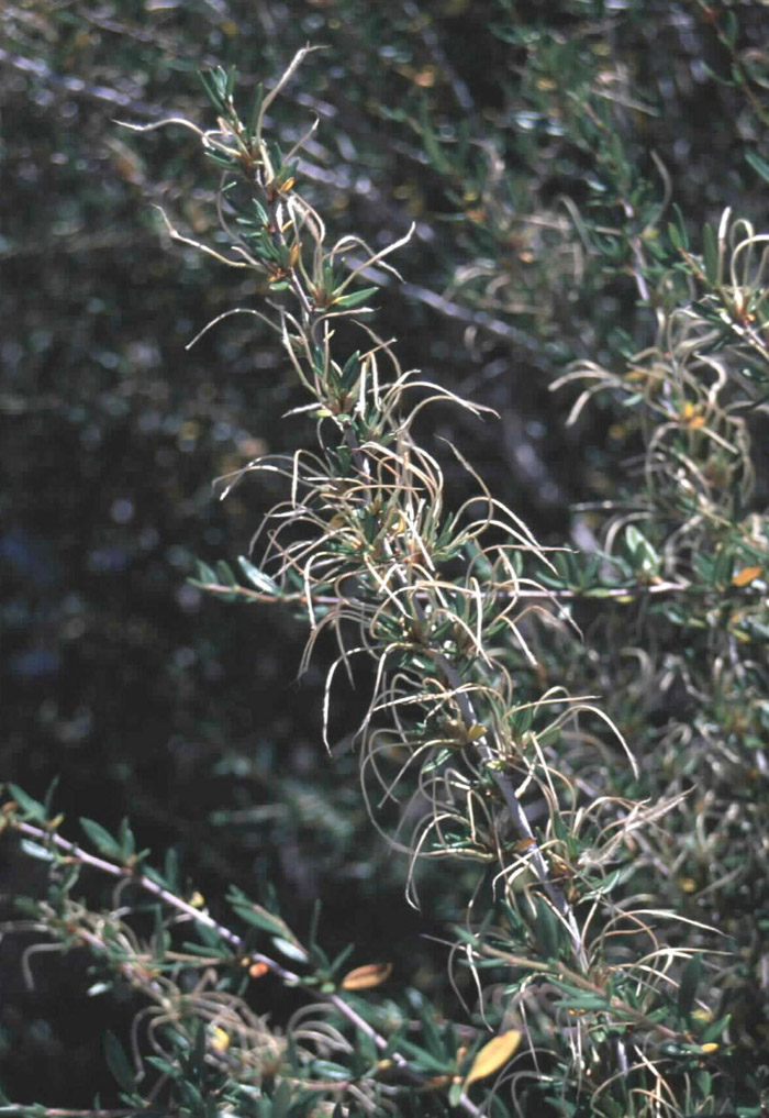 Plant photo of: Cercocarpus ledifolius