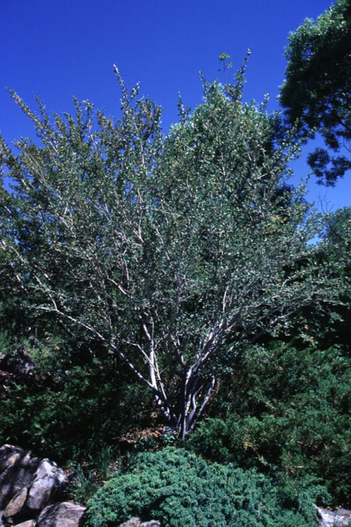 Cercocarpus montanus