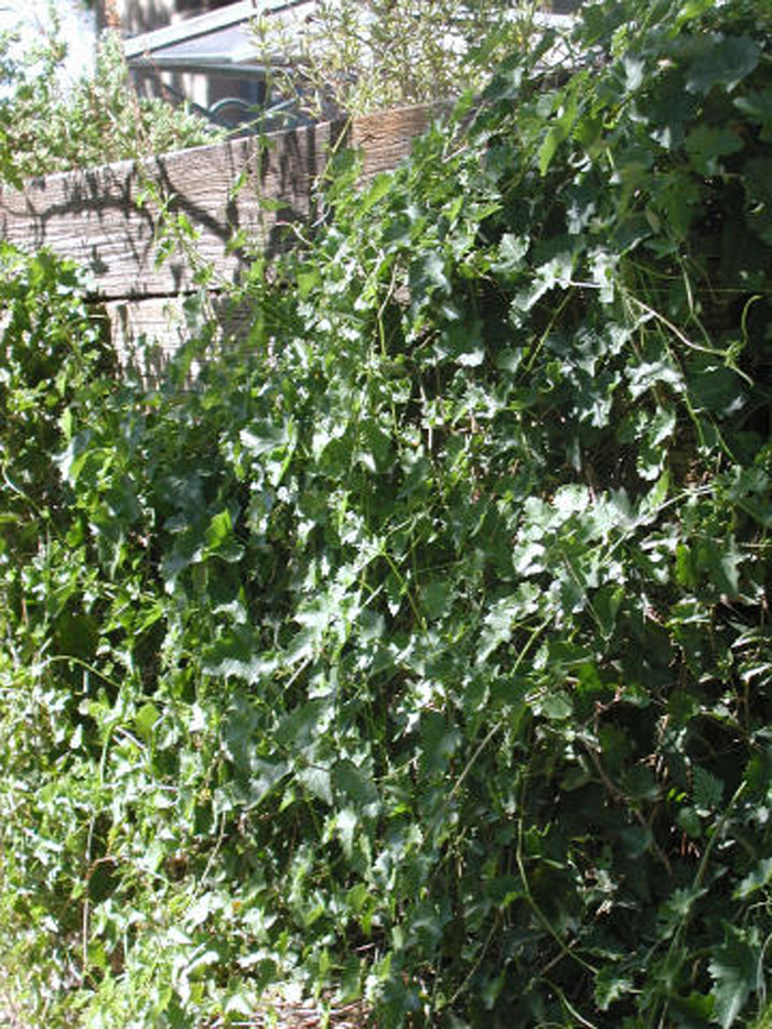 Cissus trifoliata v. incisa