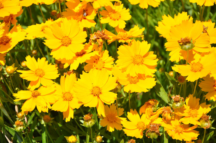 Plant photo of: Coreopsis auriculata
