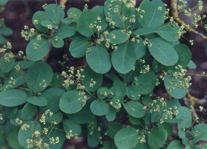 Plant photo of: Cotoneaster congestus