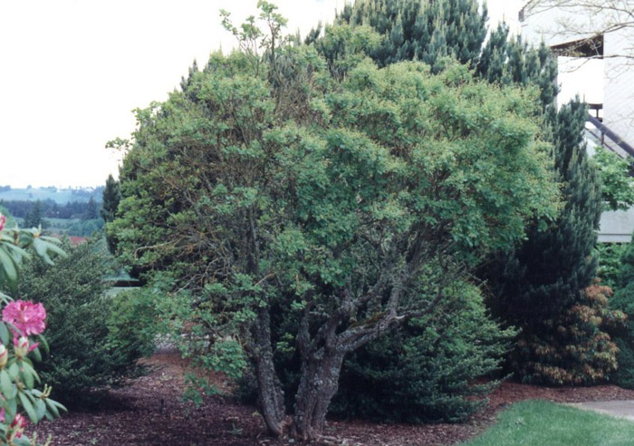Plant photo of: Cotoneaster congestus