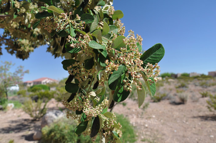 Plant photo of: Cotoneaster lacteus