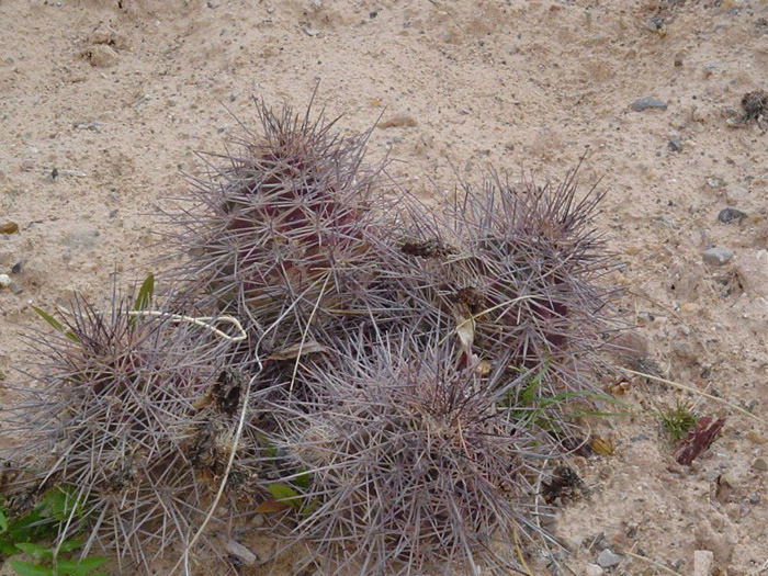 Plant photo of: Echinocereus triglochidiatus