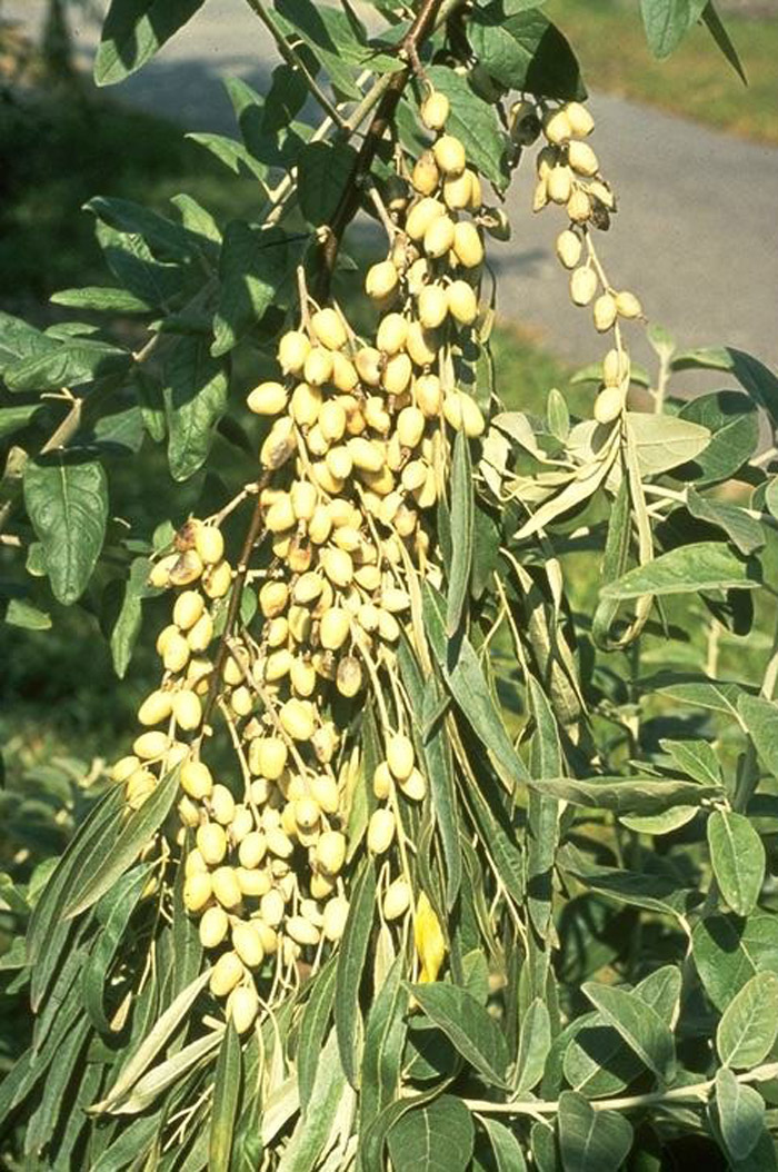Plant photo of: Elaeagnus angustifolia