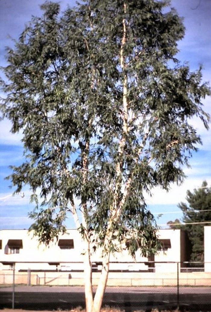 Plant photo of: Eucalyptus campaspe