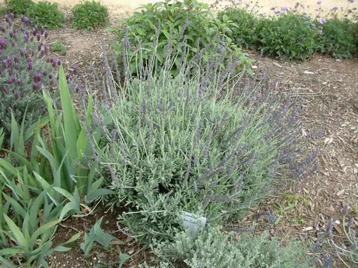 Goodwin Creek Grey Lavender