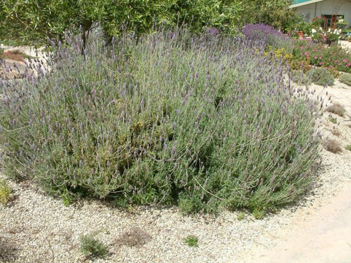 French Lavender, Toothed Lavender