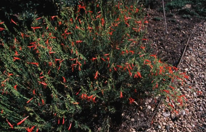 Plant photo of: Penstemon pinifolius