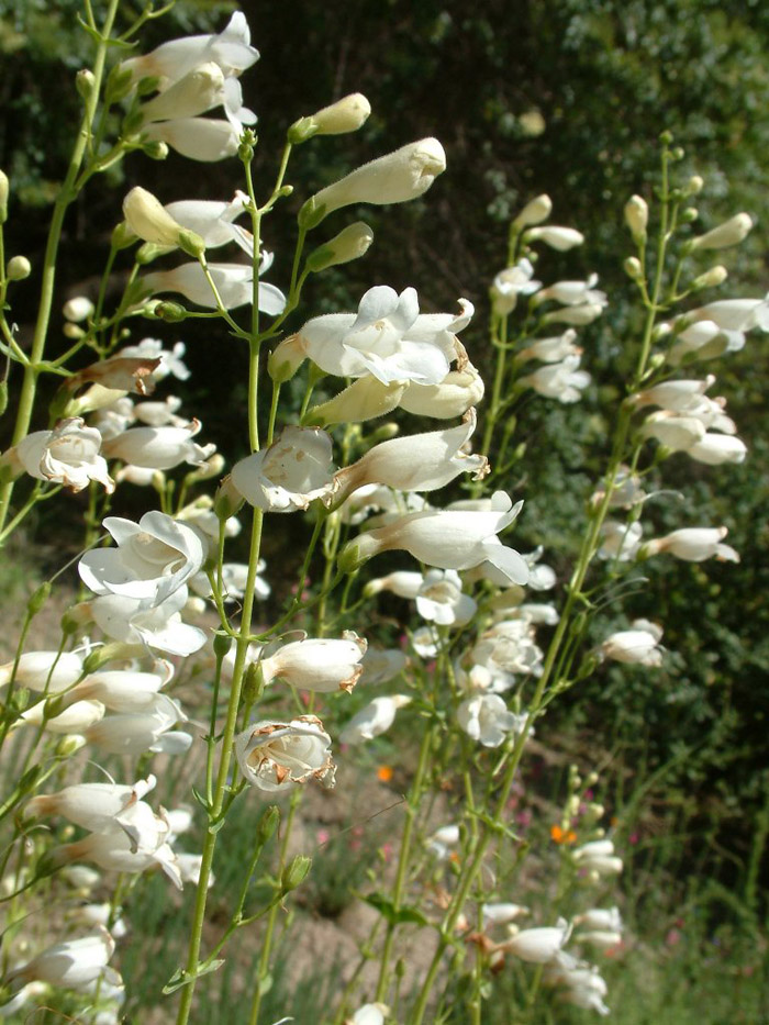 Plant photo of: Penstemon spectabilis 'White'