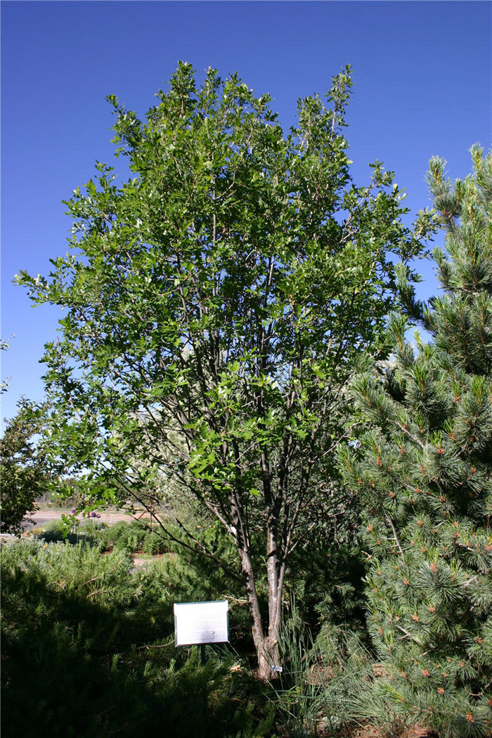 Plant photo of: Quercus gambelii