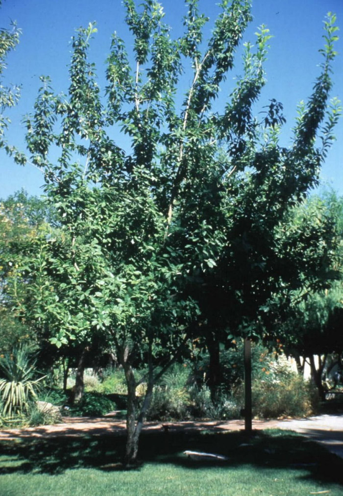 Chinquapin or Yellow Oak