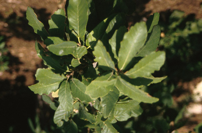 Plant photo of: Quercus muehlenbergii