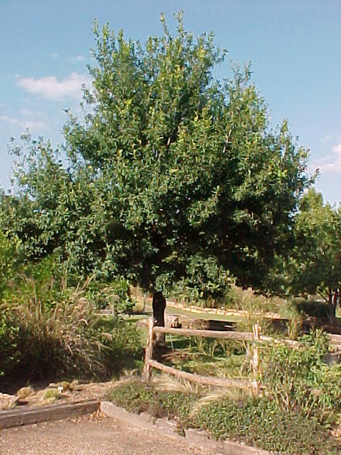 Plant photo of: Quercus polymorpha