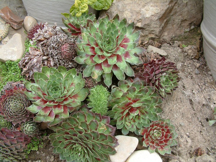 Plant photo of: Sempervivum tectorum