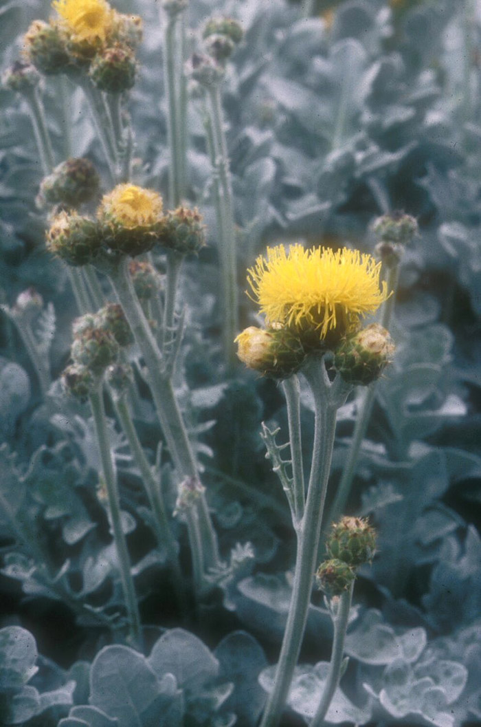 Plant photo of: Senecio cineraria