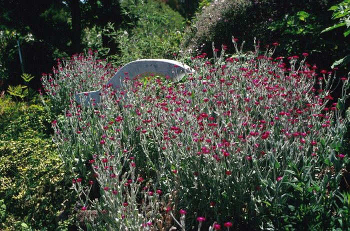 Indian Pink, Mexican Campion