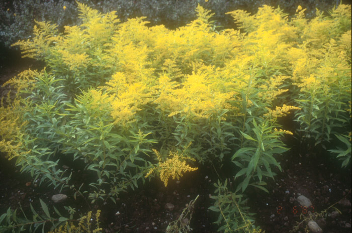 Plant photo of: Solidago 'Goldenmosa'