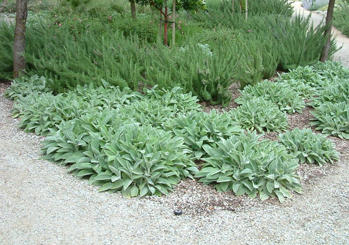 Plant photo of: Stachys byzantina