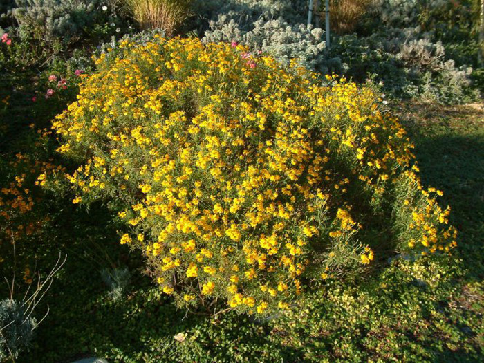 Perennial Marigold, Copper Canyon D