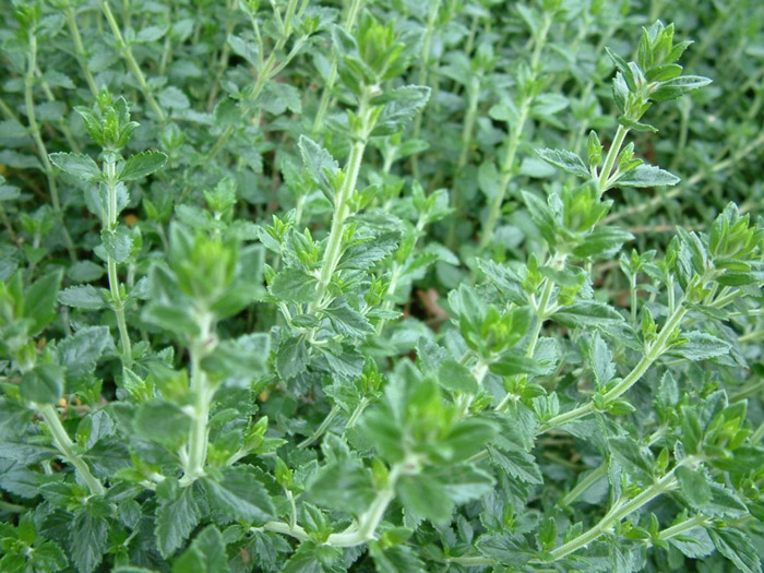 Plant photo of: Teucrium X lucidrys