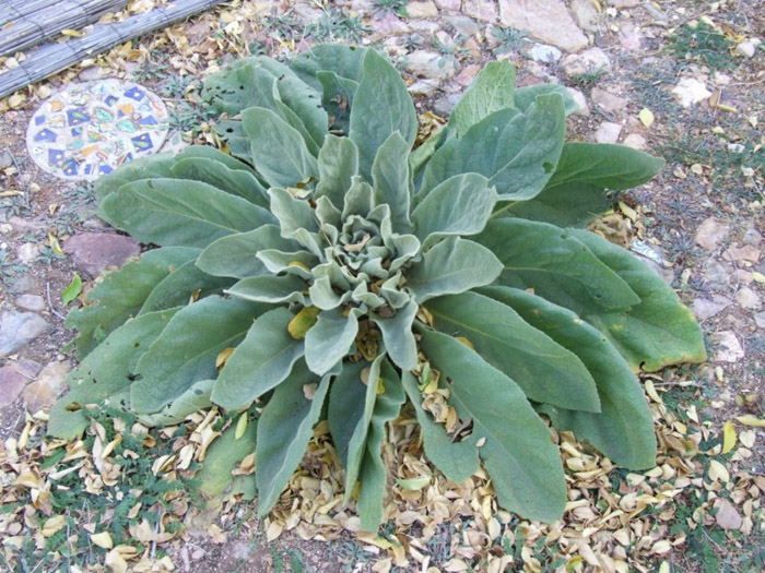 Plant photo of: Verbascum olympicum
