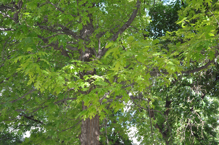 Plant photo of: Quercus buckleyi