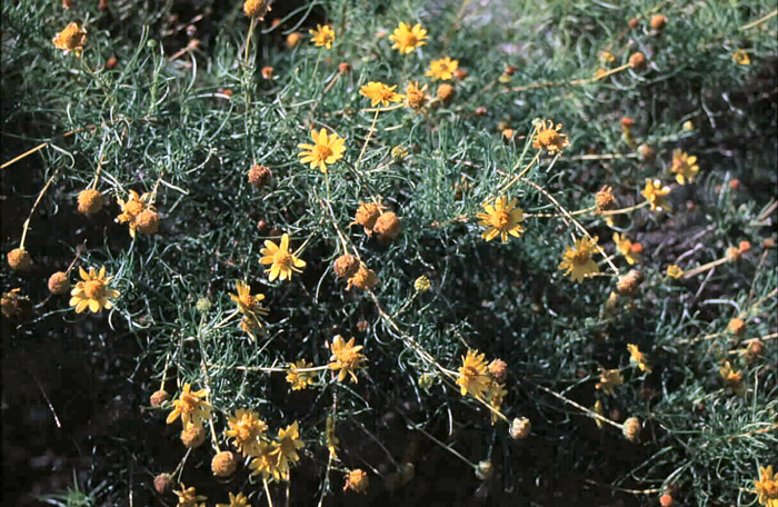 Plant photo of: Viguiera stenoloba
