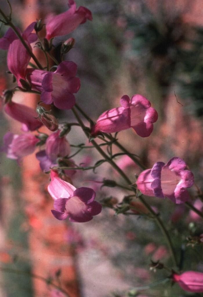 Plant photo of: Penstemon amphorellae