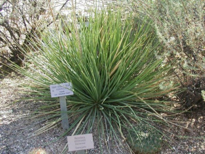 Plant photo of: Agave striata v. falcata