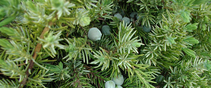 Plant photo of: Juniperus conferta