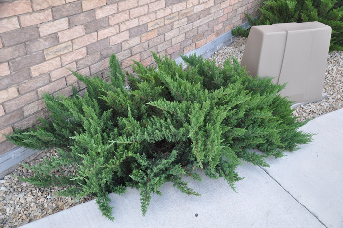 Plant photo of: Juniperus sabina 'Tamariscifolia'