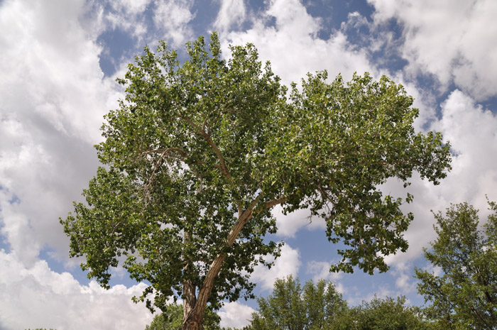 Plant photo of: Populus fremontii