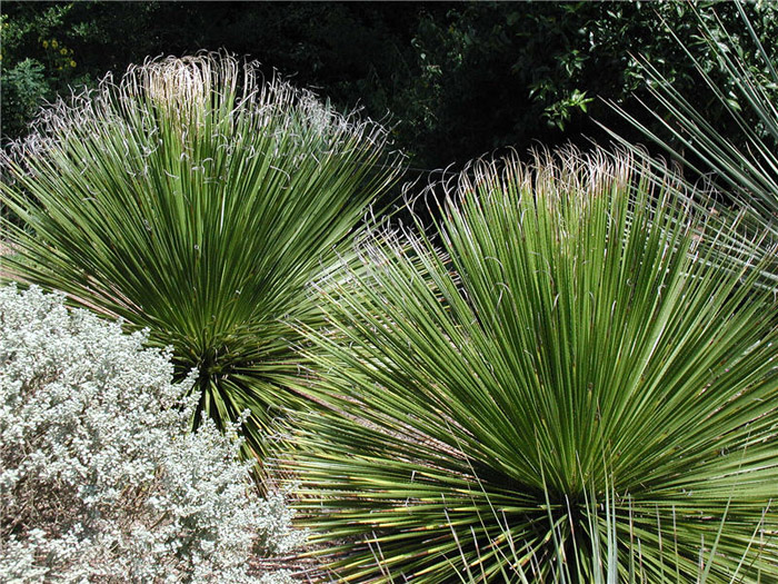 Plant photo of: Dasylirion texanum