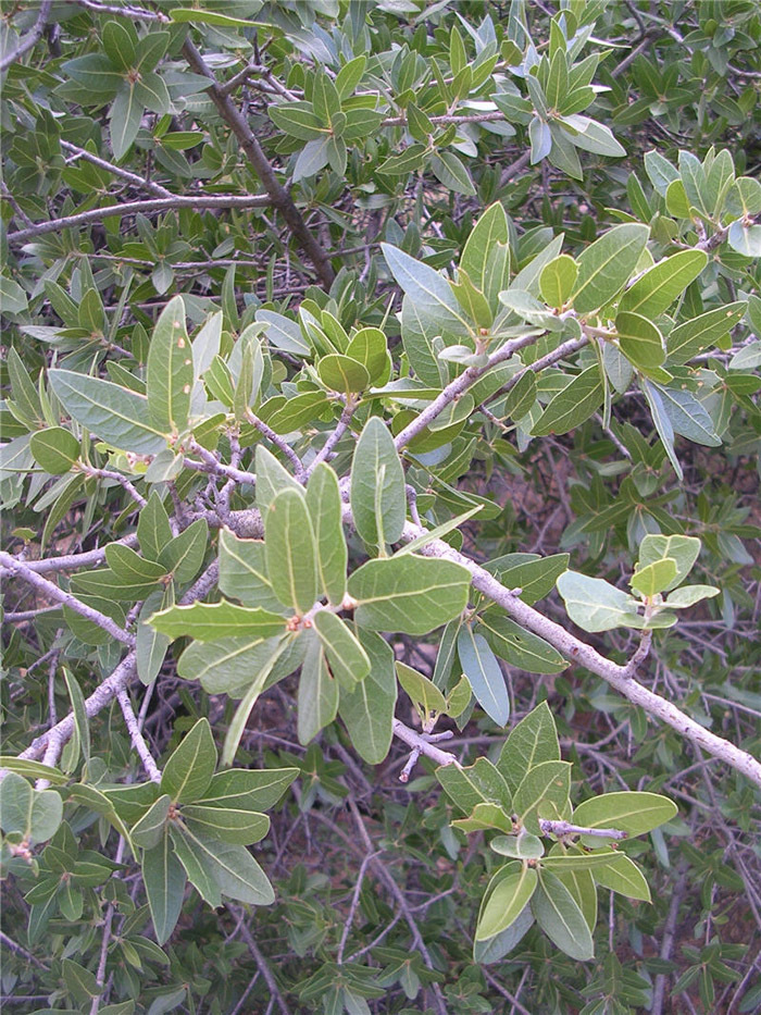Plant photo of: Quercus emoryi