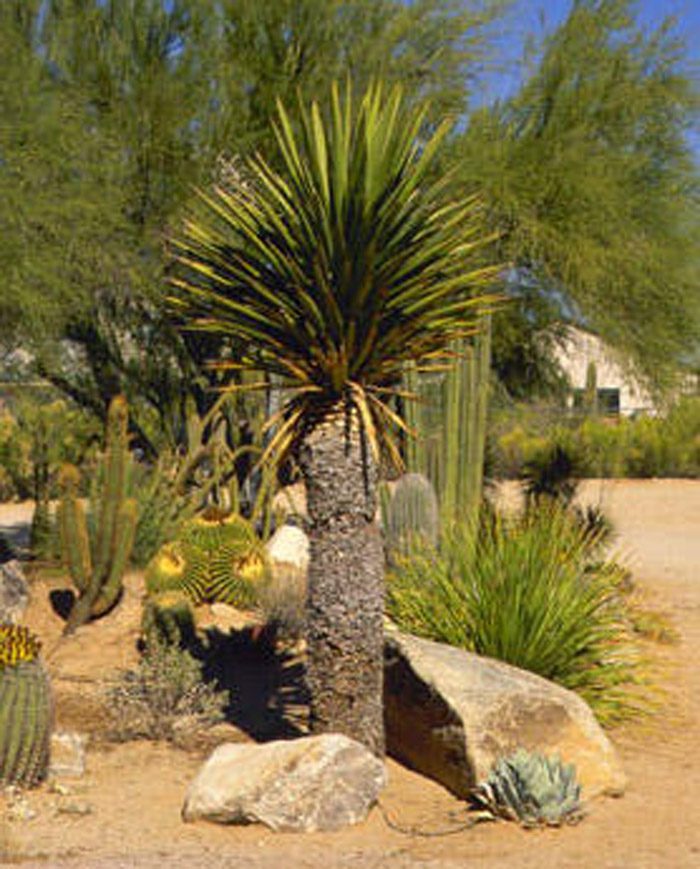 Plant photo of: Yucca faxoniana  (carnerosana)