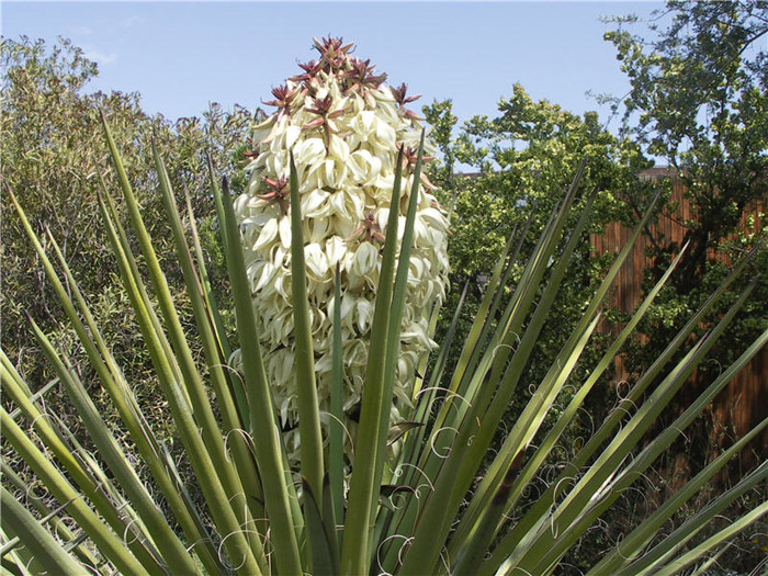 Plant photo of: Yucca treculeana