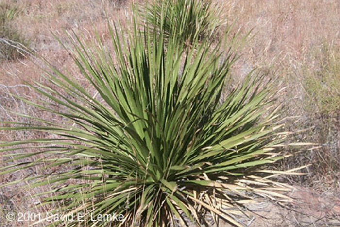 Plant photo of: Dasylirion leiophyllum