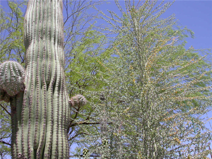 Plant photo of: Fouquieria columnaris